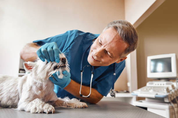 Best Emergency Tooth Extraction in Windber, PA