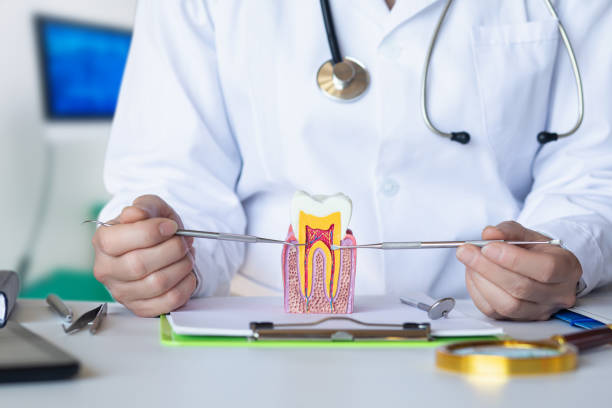 Best Emergency Dental Care for Broken or Chipped Teeth in Windber, PA